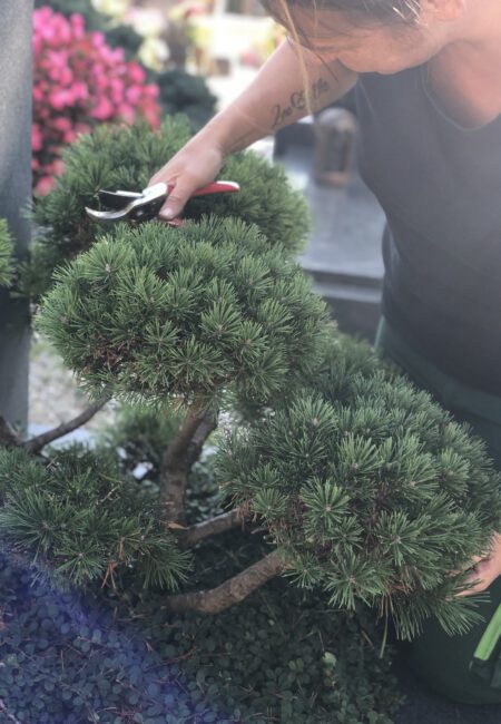 Gewusst wie, der grüne Daumen